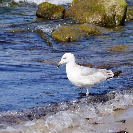 דירה Waldblick Am Haus Ein Ostseebad Kühlungsborn